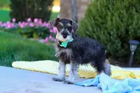 Blake, a male Miniature Schnauzer for sale in Fresno, OH – Photo 3 of 5