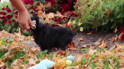 Otis, a male Miniature Schnauzer for sale in Fresno, OH – 6 of 7