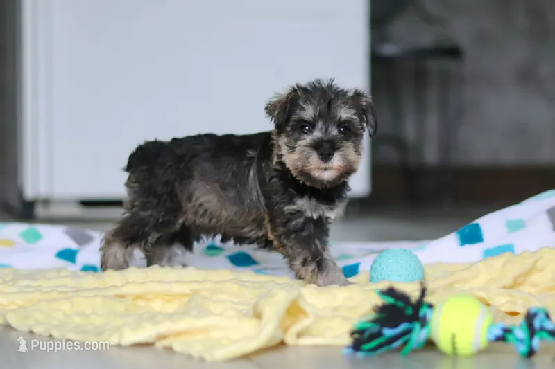 Clementine – Miniature Schnauzer puppy for sale in Fresno, OH