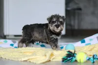 Clementine, a female Miniature Schnauzer for sale in Fresno, OH – 1 of 10