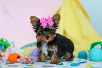 Callie, a female Yorkshire Terrier for sale in Fresno, OH – Photo 6 of 7
