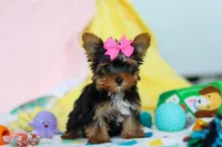 Callie, a female Yorkshire Terrier for sale in Fresno, OH – Photo 2 of 7