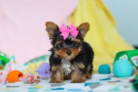Callie, a female Yorkshire Terrier for sale in Fresno, OH – Photo 7 of 7
