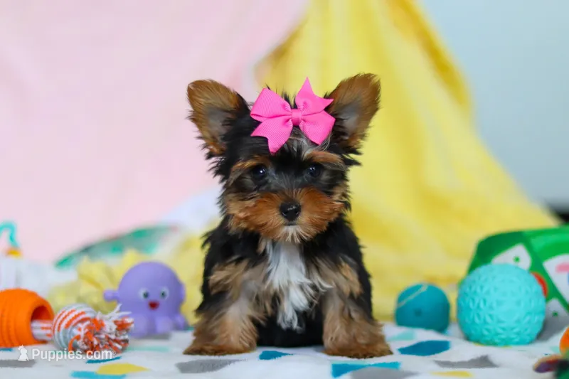 Callie – Yorkshire Terrier puppy for sale in Fresno, OH
