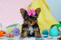 Callie, a female Yorkshire Terrier for sale in Fresno, OH – Photo 4 of 7