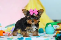 Callie, a female Yorkshire Terrier for sale in Fresno, OH – Photo 5 of 7