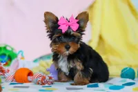 Callie, a female Yorkshire Terrier for sale in Fresno, OH – Photo 3 of 7