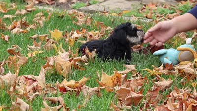 Rowan, a male Miniature Schnauzer for sale in Fresno, OH – 8 of 8