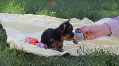 Macy, a female Yorkshire Terrier for sale in Fresno, OH – 9 of 9