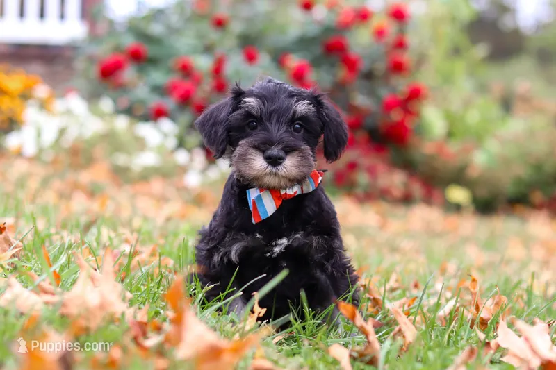 Otto – Miniature Schnauzer puppy for sale in Fresno, OH