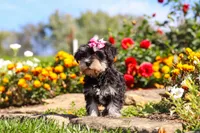 Emmy, a female Miniature Schnauzer for sale in Fresno, OH – 6 of 7