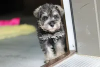 Clementine, a female Miniature Schnauzer for sale in Fresno, OH – 6 of 10
