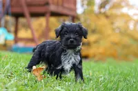 Jude, a male Miniature Schnauzer for sale in Fresno, OH – 3 of 7