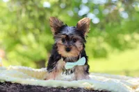 Ollie, a male Yorkshire Terrier for sale in Fresno, OH – 4 of 10
