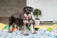 Layla, a female Miniature Schnauzer for sale in Fresno, OH – 2 of 6