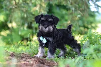 Hunter, a male Miniature Schnauzer for sale in Fresno, OH – 3 of 10