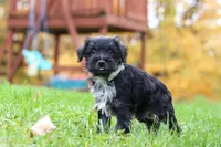 Jude, a male Miniature Schnauzer for sale in Fresno, OH – 4 of 7