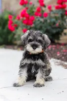 Charlie, a male Miniature Schnauzer for sale in Fresno, OH – 4 of 10