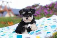 Liam, a male Miniature Schnauzer for sale in Fresno, OH – Photo 2 of 5
