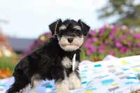 Liam, a male Miniature Schnauzer for sale in Fresno, OH – Photo 5 of 5