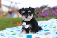Liam, a male Miniature Schnauzer for sale in Fresno, OH – Photo 1 of 5
