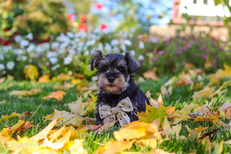 Leon – Miniature Schnauzer puppy for sale in Fresno, OH