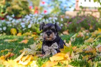 Leon, a male Miniature Schnauzer for sale in Fresno, OH – 1 of 10