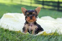 Miranda, a female Yorkshire Terrier for sale in Fresno, OH – 1 of 9