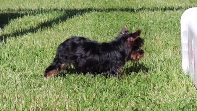 Bolt, a male Yorkshire Terrier for sale in Fresno, OH – 10 of 10