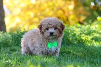 Theo, a male Yorkipoo for sale in Fresno, OH – 3 of 5
