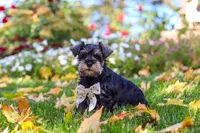Leon, a male Miniature Schnauzer for sale in Fresno, OH – 3 of 10