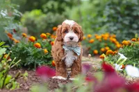 Lane, a male Cavapoo for sale in Fresno, OH – 4 of 10