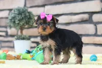 Lucy, a female Yorkshire Terrier for sale in Fresno, OH – 5 of 8