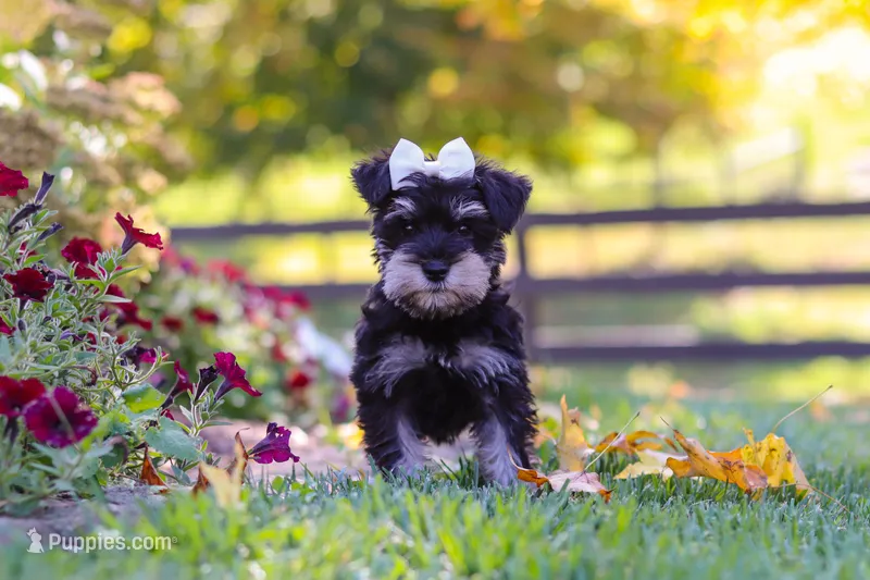 Callie – Miniature Schnauzer puppy for sale in Fresno, OH