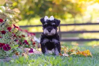 Callie, a female Miniature Schnauzer for sale in Fresno, OH – 1 of 10