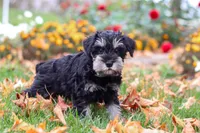 Rowan, a male Miniature Schnauzer for sale in Fresno, OH – 4 of 8