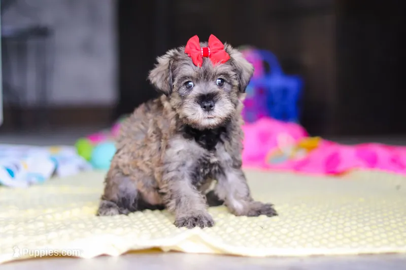 Josie – Miniature Schnauzer puppy for sale in Fresno, OH