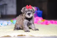 Josie, a female Miniature Schnauzer for sale in Fresno, OH – 1 of 10