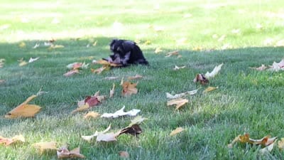 Leon, a male Miniature Schnauzer for sale in Fresno, OH – 10 of 10