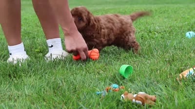 Aspen, a female Cavapoo for sale in Fresno, OH – 10 of 10