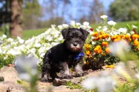 Mason, a male Miniature Schnauzer for sale in Fresno, OH – 4 of 7