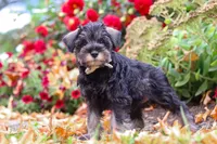 Otis, a male Miniature Schnauzer for sale in Fresno, OH – 2 of 7