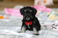 Charlie, a male Miniature Schnauzer for sale in Fresno, OH – Photo 4 of 8