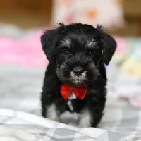 Charlie, a male Miniature Schnauzer for sale in Fresno, OH – Photo 2 of 8