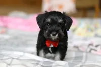 Charlie, a male Miniature Schnauzer for sale in Fresno, OH – Photo 2 of 8