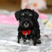 Charlie, a male Miniature Schnauzer for sale in Fresno, OH – Photo 3 of 8