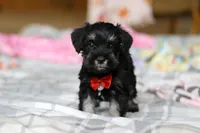 Charlie, a male Miniature Schnauzer for sale in Fresno, OH – Photo 3 of 8