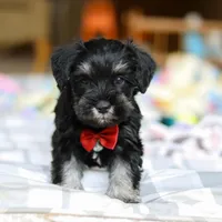 Charlie, a male Miniature Schnauzer for sale in Fresno, OH – Photo 8 of 8