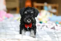 Charlie, a male Miniature Schnauzer for sale in Fresno, OH – Photo 8 of 8