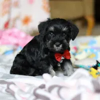 Charlie, a male Miniature Schnauzer for sale in Fresno, OH – Photo 6 of 8
